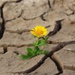 a little yellow flower growing from cracked, dried up mud