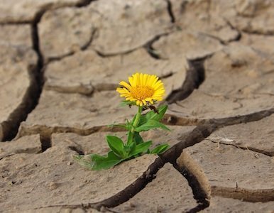 a little yellow flower growing from cracked, dried up mud